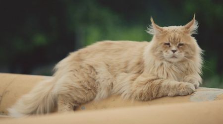 Maine Coon Cattery